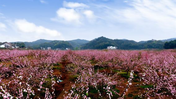 Peach Blossom Viewing in Changde