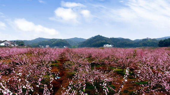 Peach Blossom Viewing in Changde