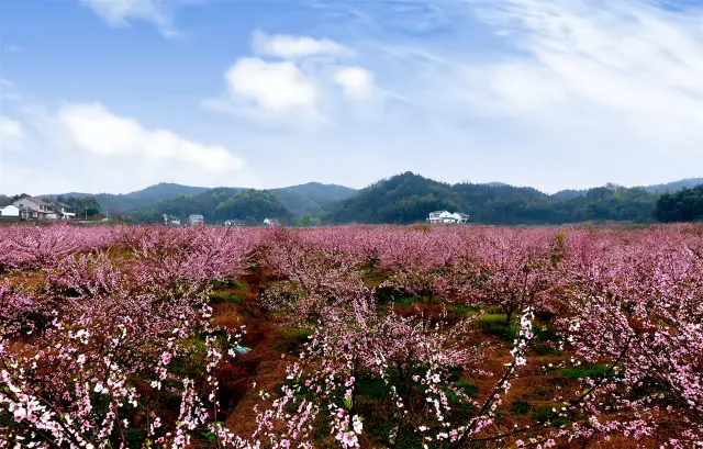 Peach Blossom Viewing in Changde