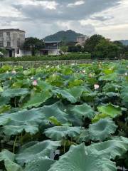 獅峰村白鷺湖