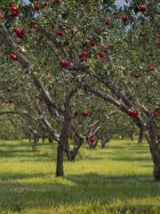 Appleberry Orchard