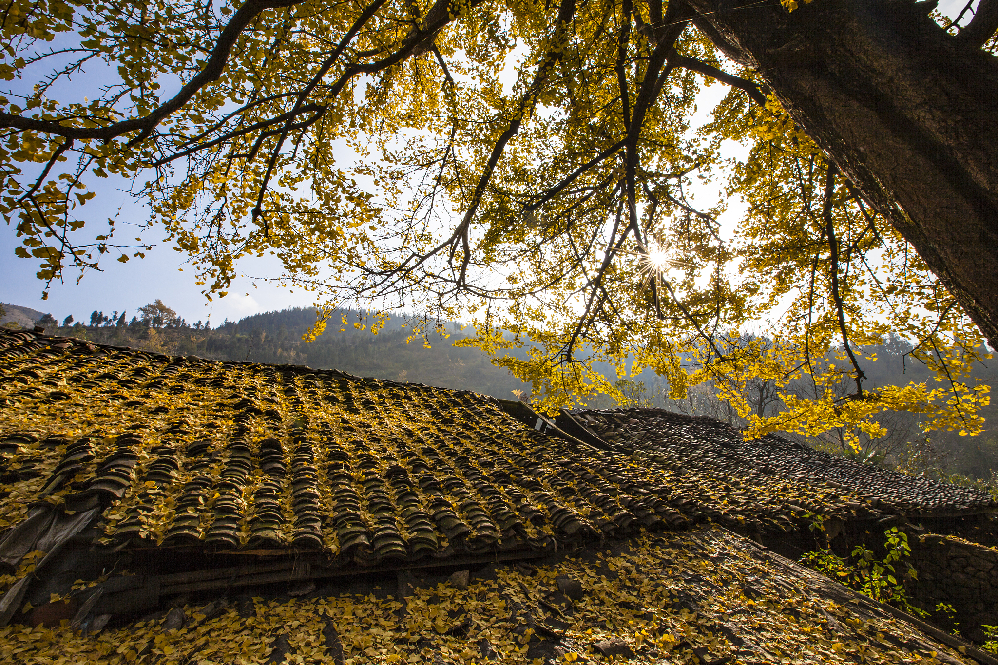 Tuo Le Ancient Ginkgo Scenic Ared