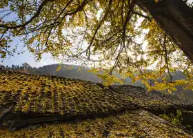 Tuo Le Ancient Ginkgo Scenic Ared