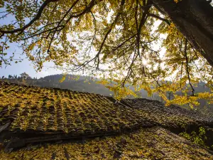 Tuo Le Ancient Ginkgo Scenic Ared