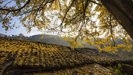 Tuo Le Ancient Ginkgo Scenic Ared
