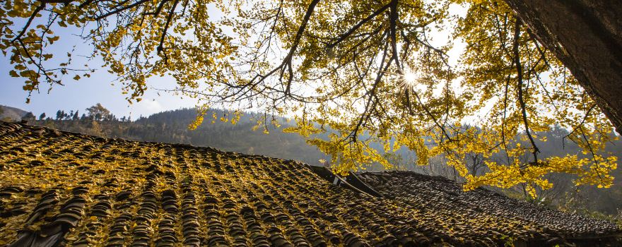 Tuo Le Ancient Ginkgo Scenic Ared