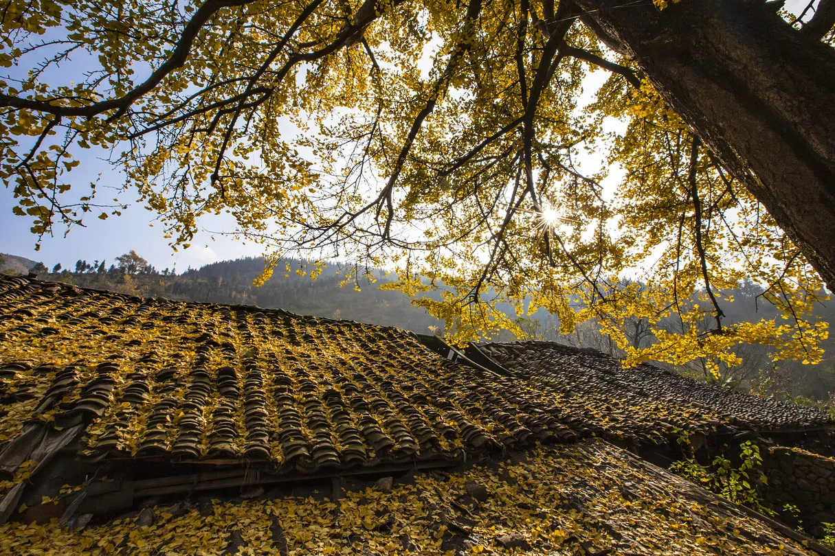 1_Tuo Le Ancient Ginkgo Scenic Ared