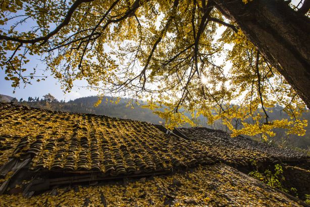 Tuole Ancient Ginkgo Scenic Spot