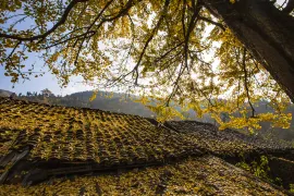 Tuo Le Ancient Ginkgo Scenic Ared