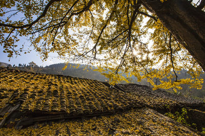 Tuole Ancient Ginkgo Scenic Spot