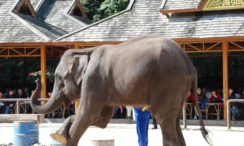 Elephant Interactions in Xishuangbanna