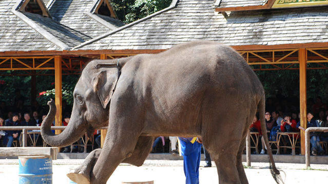 Elephant Interactions in Xishuangbanna