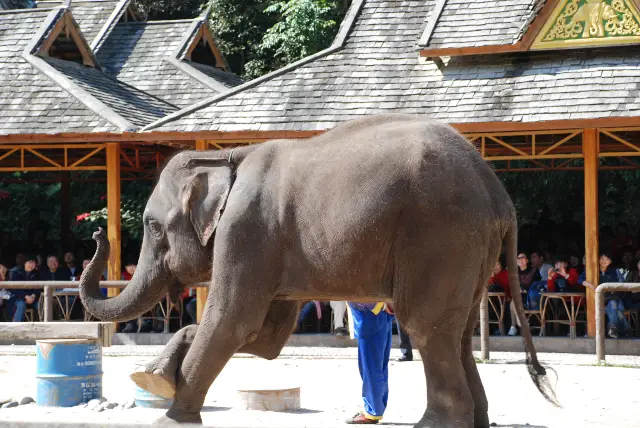Elephant Interactions in Jinghong