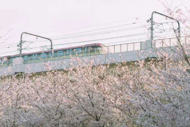 Shanghai Cherry Blossom Appreciation