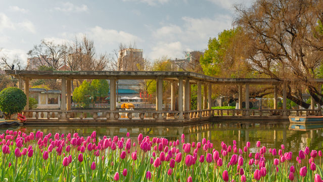 Tulip Viewing in Kunming