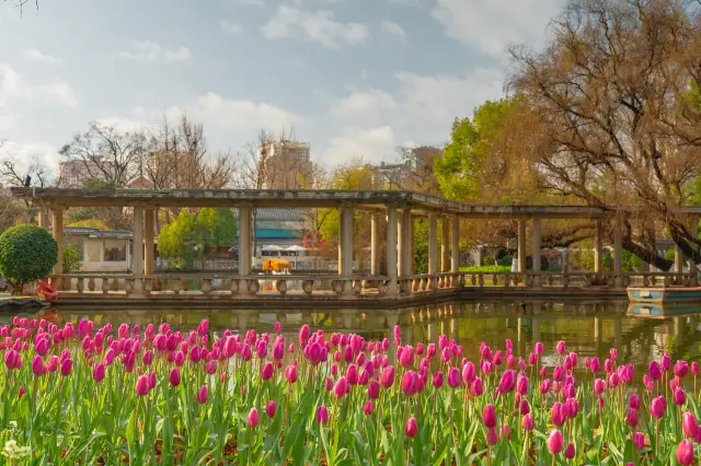 Tulip Viewing in Kunming
