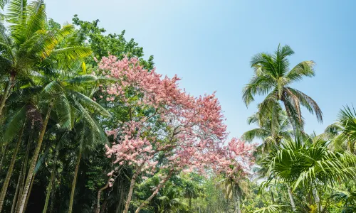 Xishuangbanna Tropical Botanical Garden