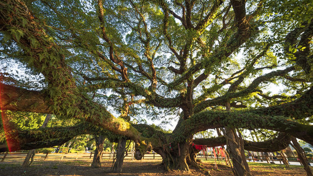 Fuzhou Botanical Garden