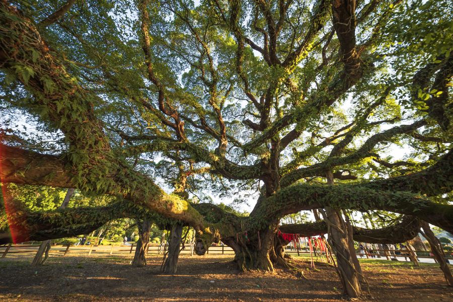 福州國家森林公園