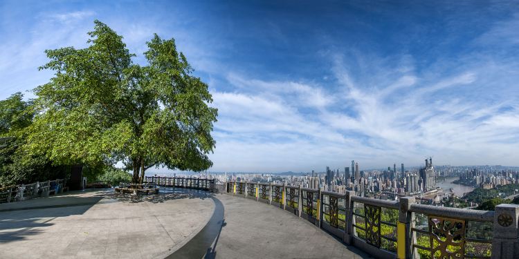 南山一棵樹觀景台