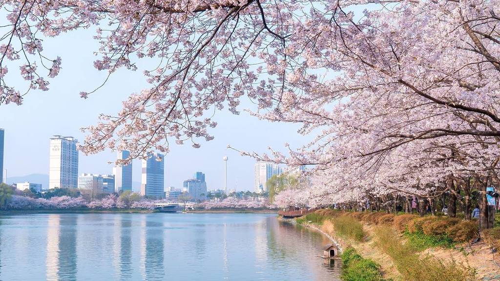 2026년 석촌호수 벚꽃축제 | 서울