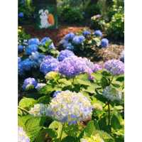Hydrangea season in forest park