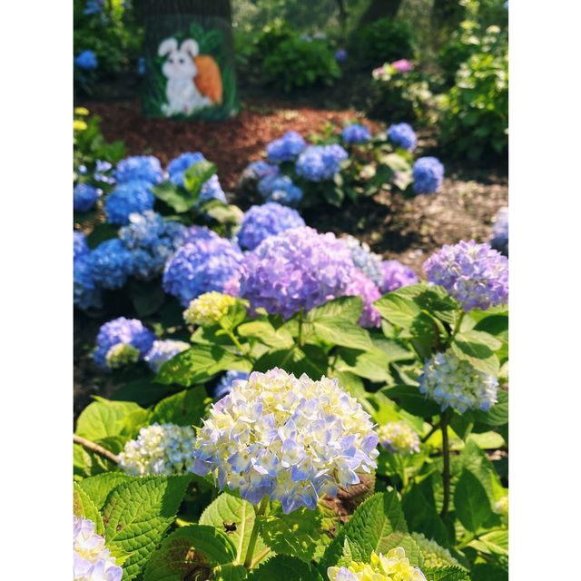 Hydrangea season in forest park