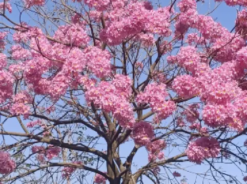 ภูเขาไป่หยุน