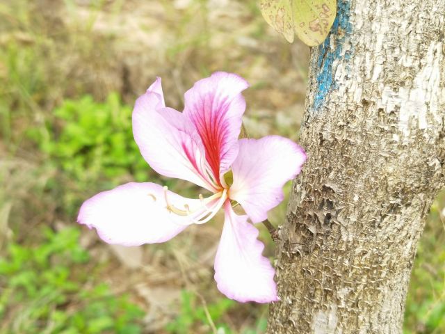 Guangdong Shenguangshan Forest Park