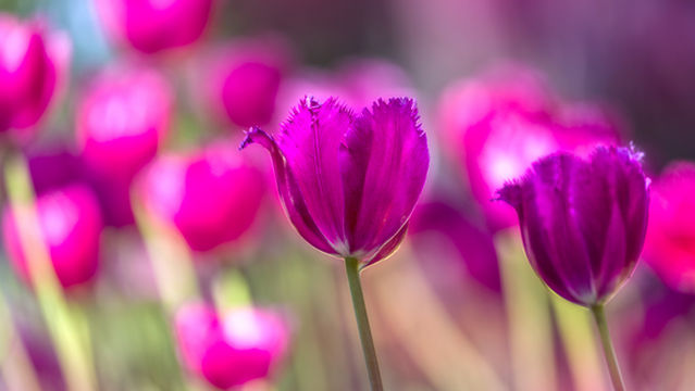 Peony Valley Tourism Resort Center