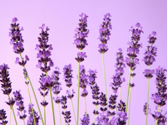 Huocheng Lavender Fields