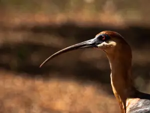 Pantanal