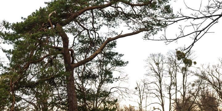 Park Charlottenhof