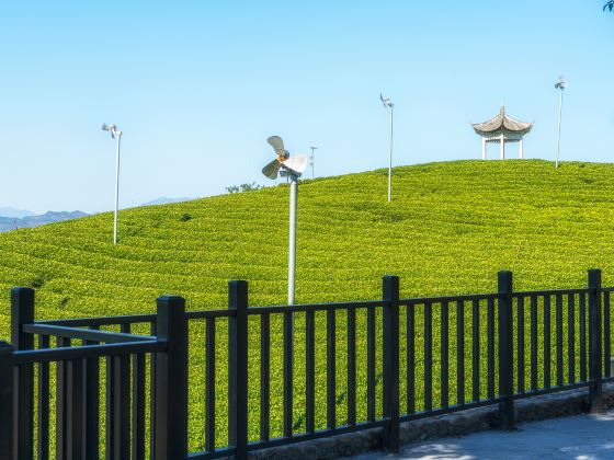 Damu Mountain Tea Garden scenic spot