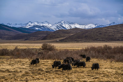 Western District Tourist Ranch