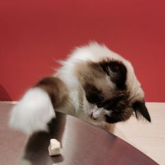 熊猫奶茶(小西街总店) User Photo