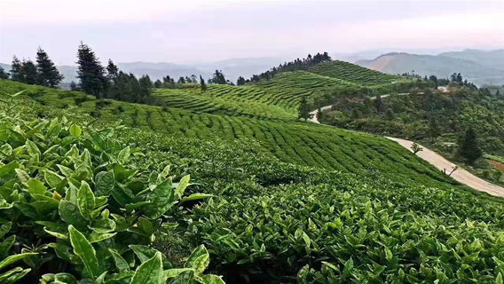 Leye County Story Town