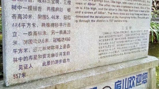 三宝树位于庐山黄龙寺前，据说是晋代寺内僧人种植，距今已有一千