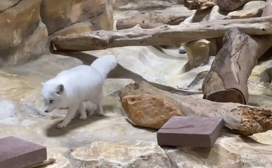 Arctic Fox Den