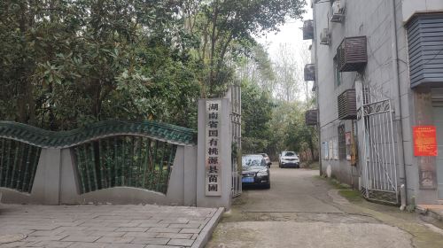 State-owned Taoyuan County Nursery in Hunan Province