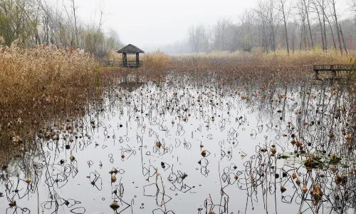 Weishan Lake Wetland Honghe Scenic Area