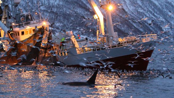Whale Watching at Sea in Tromso