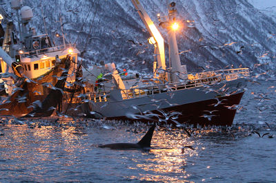 Whale Watching at Sea in Tromso