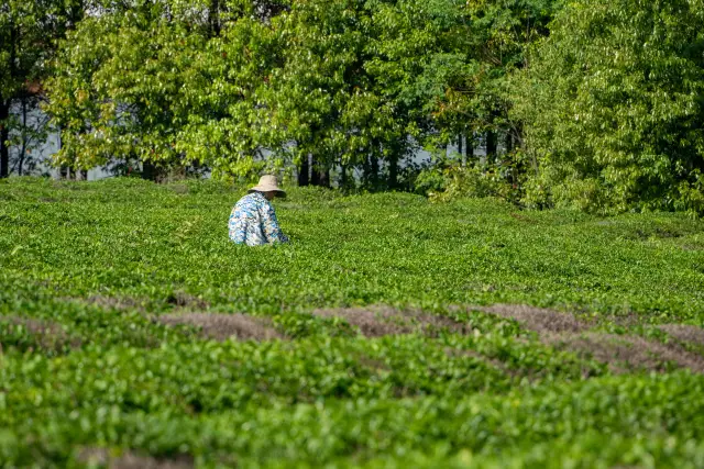 Wuhan Spring Tea Picking