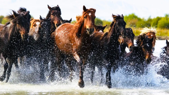 2025 Xinjiang Ili Heavenly Horse Culture and Tourism Festival