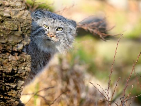 Voli diretti per Breslavia