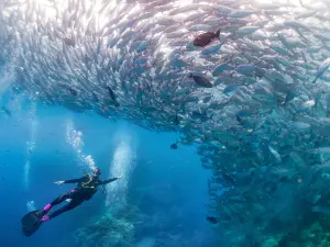 Blue Ocean Dive Centre