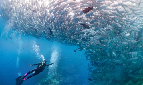 Blue Ocean Dive Centre