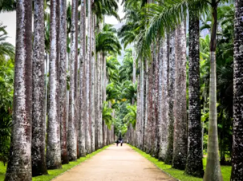 Botanical Garden of Rio de Janeiro