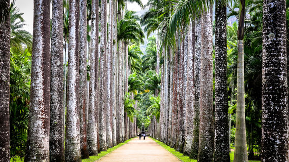 Botanical Garden of Rio de Janeiro